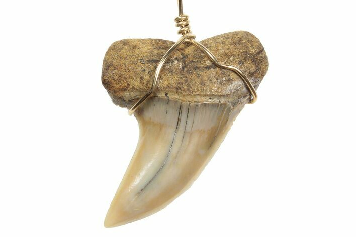 Fossil Hooked White Shark Tooth Necklace - Bakersfield, California #240677